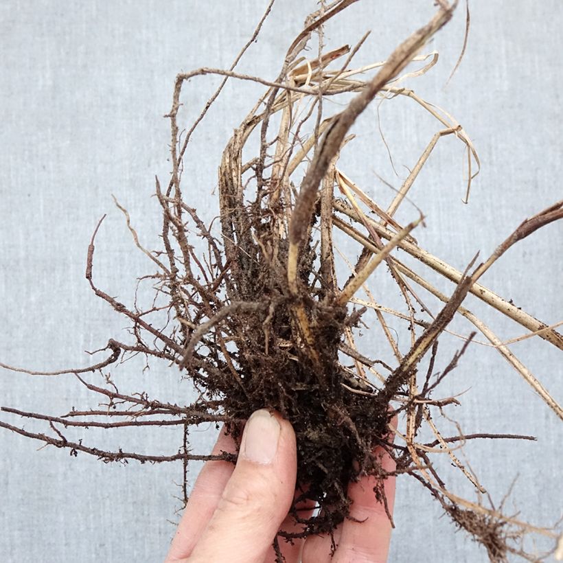 Exemplar von Chinaschilf Red Chief - Miscanthus sinensis Wurzelnackt wie im Winter geliefert