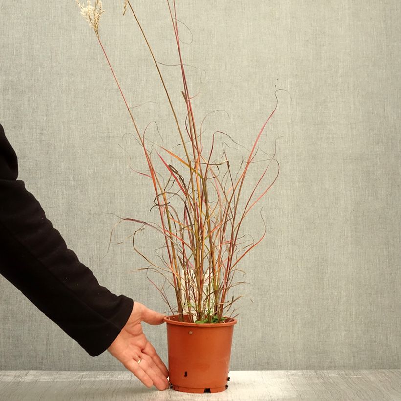 Exemplar von Chinaschilf Samurai - Miscanthus sinensis Topf mit 1L/1,5L wie im Herbst geliefert