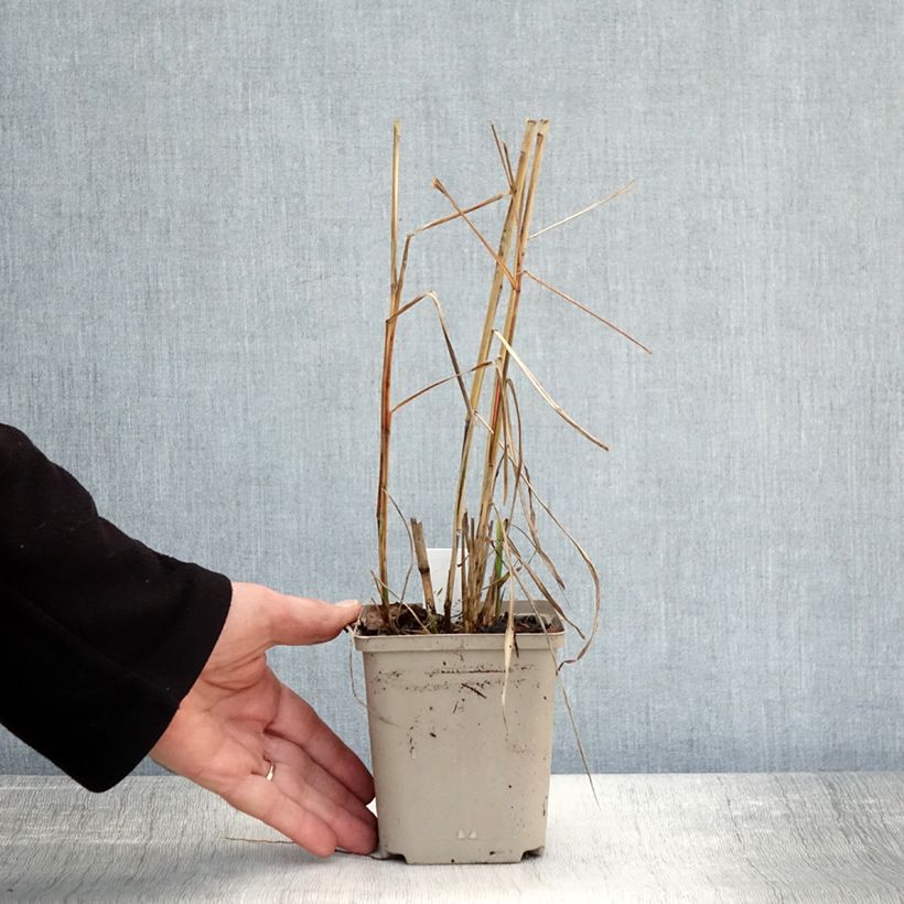 Exemplar von Chinaschilf Sarabande - Miscanthus sinensis Kleine Töpfe von 8/9 cm wie im Herbst geliefert
