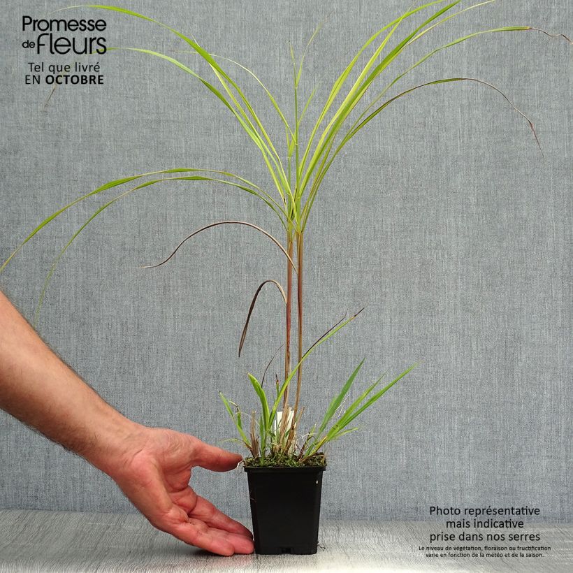 Exemplar von Chinaschilf Silberfeder - Miscanthus sinensis Kleine Töpfe von 8/9 cm wie im Herbst geliefert