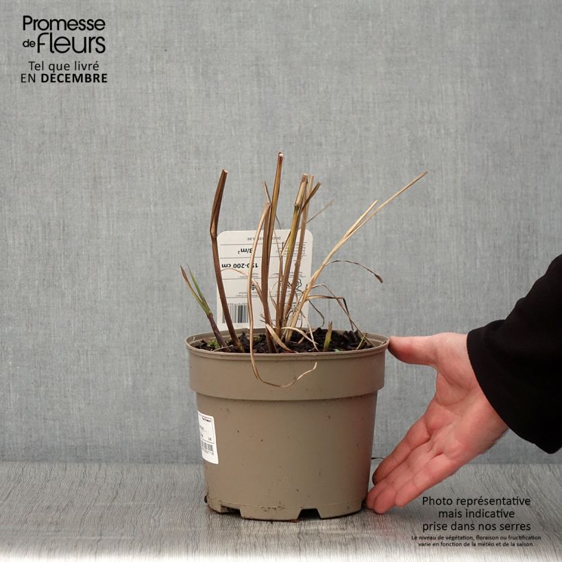Exemplar von Chinaschilf Silberfeder - Miscanthus sinensis Topf mit 2L/3L wie im Herbst geliefert
