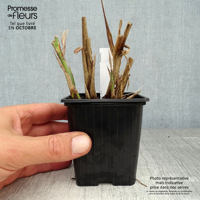 Exemplar von Chinaschilf Sirene - Miscanthus sinensis Kleine Töpfe von 8/9 cm wie im Herbst geliefert