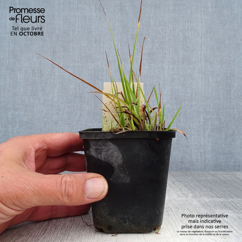 Exemplar von Chinaschilf Strictus Dwarf - Miscanthus sinensis Kleine Töpfe von 8/9 cm wie im Herbst geliefert
