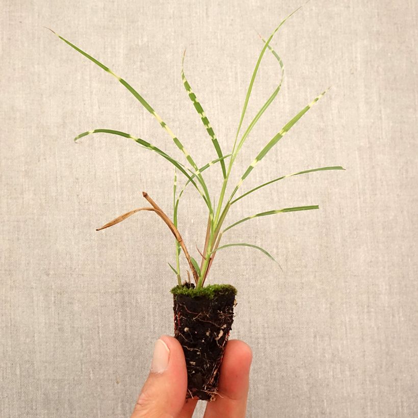 Exemplar von Chinaschilf Strictus Dwarf - Miscanthus sinensis Mini-Plug Ø 3/4 cm wie im Herbst geliefert