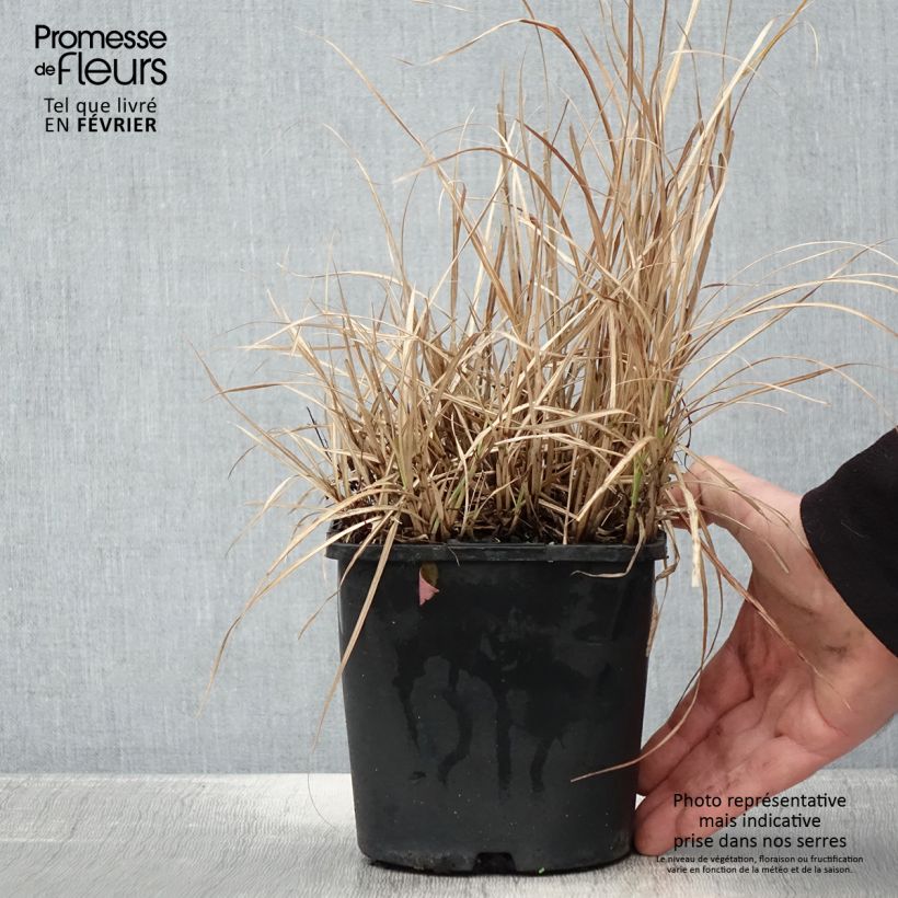 Exemplar von Chinaschilf Strictus Dwarf - Miscanthus sinensis Topf mit 2L/3L wie im Winter geliefert