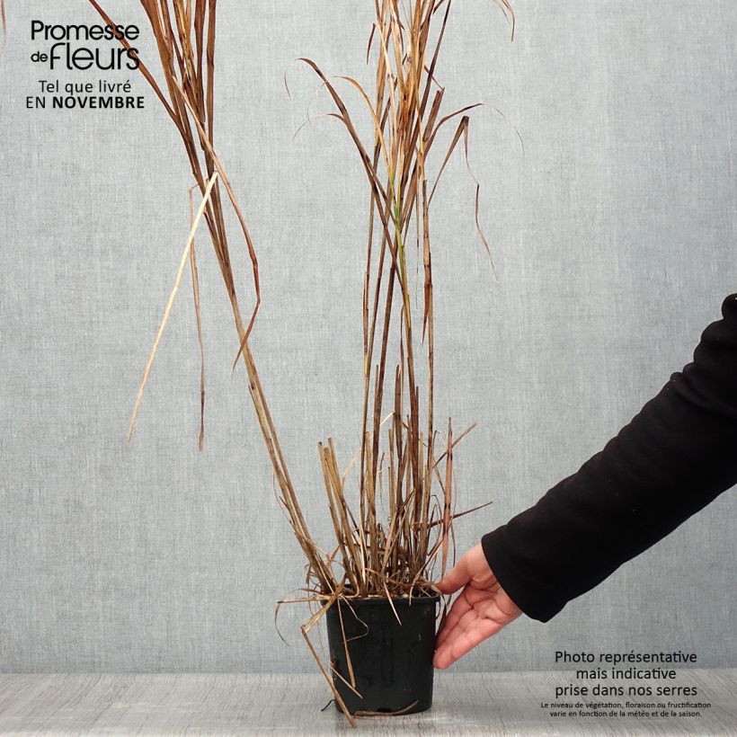Exemplar von Chinaschilf Strictus - Miscanthus sinensis Topf mit 2L/3L wie im Herbst geliefert
