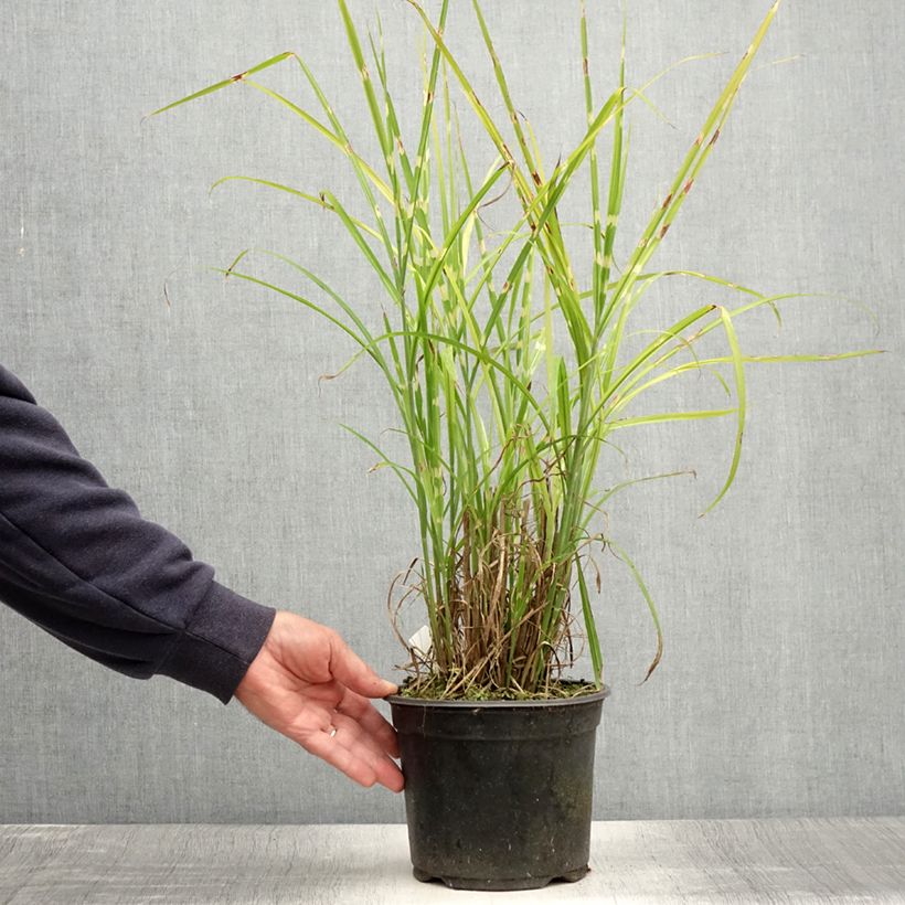 Exemplar von Chinaschilf Strictus - Miscanthus sinensis Topf mit 2L/3L wie im Sommer geliefert
