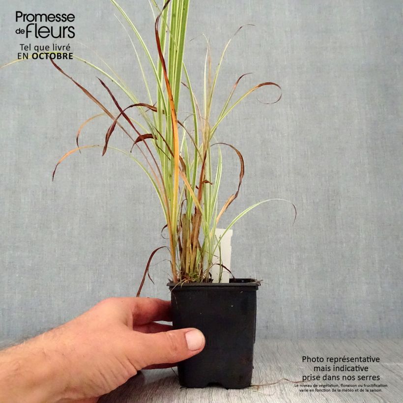 Exemplar von Chinaschilf Variegatus - Miscanthus sinensis Kleine Töpfe von 8/9 cm wie im Herbst geliefert