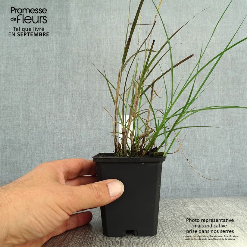 Exemplar von Chinaschilf Yaku-Jima - Miscanthus sinensis Kleine Töpfe von 8/9 cm wie im Herbst geliefert