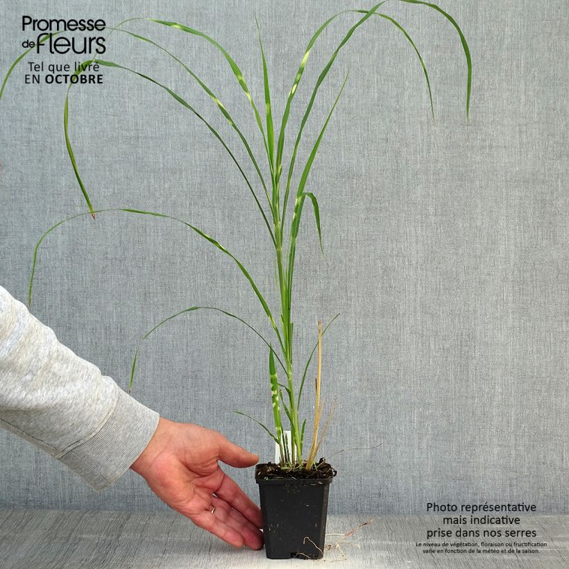Exemplar von Chinaschilf Zebrinus - Miscanthus sinensis Kleine Töpfe von 8/9 cm wie im Herbst geliefert