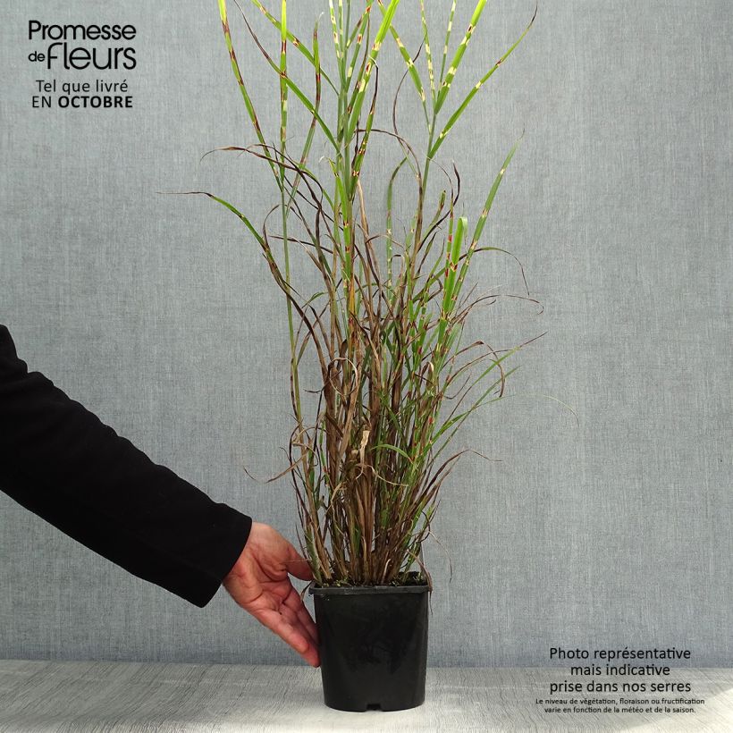 Exemplar von Chinaschilf Zebrinus - Miscanthus sinensis Topf mit 2L/3L wie im Herbst geliefert