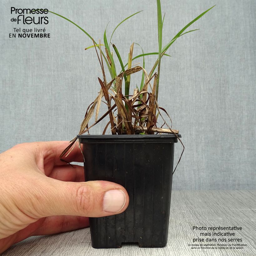 Exemplar von Chinaschilf - Miscanthus transmorrisonensis Kleine Töpfe von 8/9 cm wie im Herbst geliefert