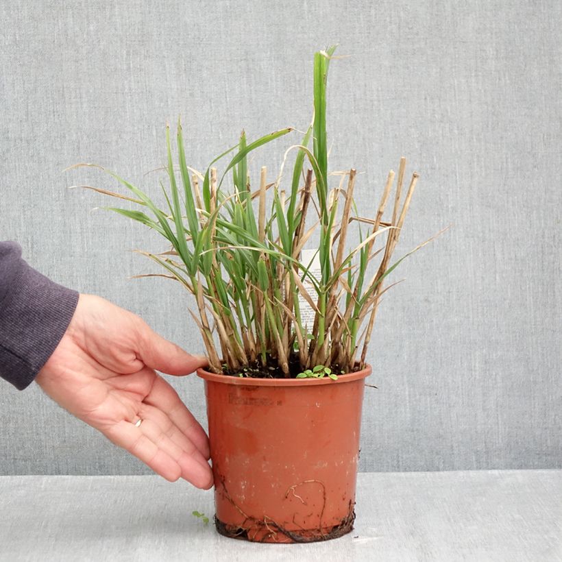 Exemplar von Chinaschilf - Miscanthus transmorrisonensis Topf mit 1L/1,5L wie im Herbst geliefert