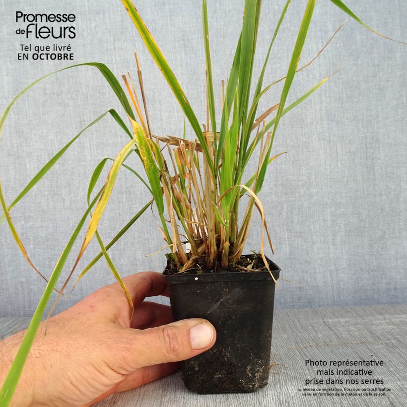 Exemplar von Molinia caerulea subsp. arundinacea Windsaule - Rohr-Pfeifengras Kleine Töpfe von 8/9 cm wie im Herbst geliefert
