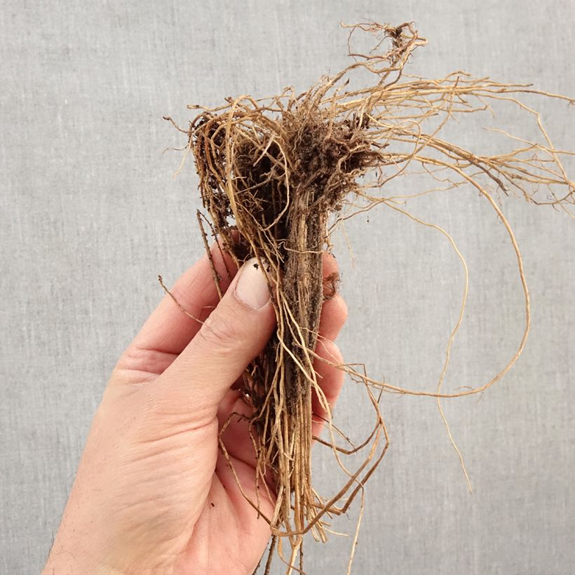 Exemplar von Molinia caerulea Edith Dudszus - Blaue Pfeifengras Wurzelnackt wie im Winter geliefert