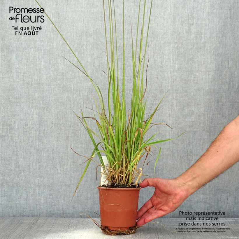 Exemplar von Molinia caerulea subsp. arundinacea Fontäne - Rohr-Pfeifengras Topf mit 1L/1,5L wie im Sommer geliefert