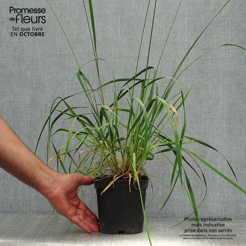 Exemplar von Molinia caerulea subsp. arundinacea Skyracer - Rohr-Pfeifengras Topf mit 2L/3L wie im Herbst geliefert