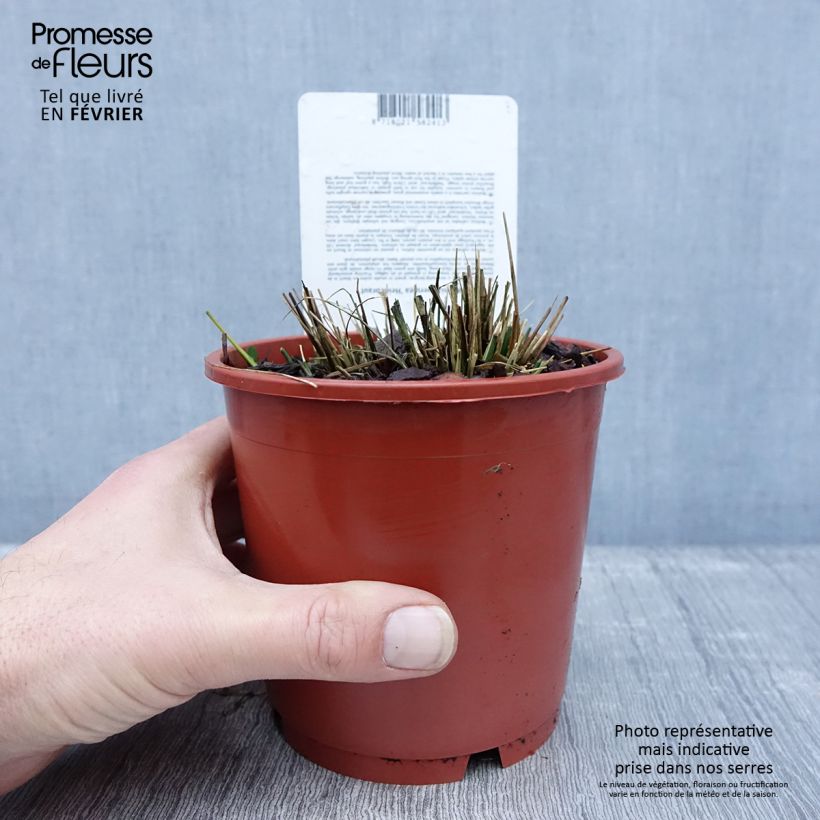 Exemplar von Molinia caerulea subsp. caerulea Heidebraut - Rohr-Pfeifengras Topf mit 1L/1,5L wie im Winter geliefert