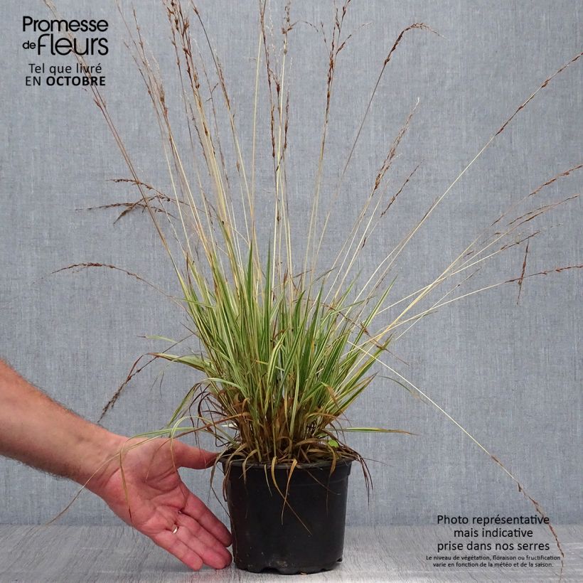 Exemplar von Molinia caerulea subsp. caerulea Variegata - Rohr-Pfeifengras Topf mit 2L/3L wie im Herbst geliefert
