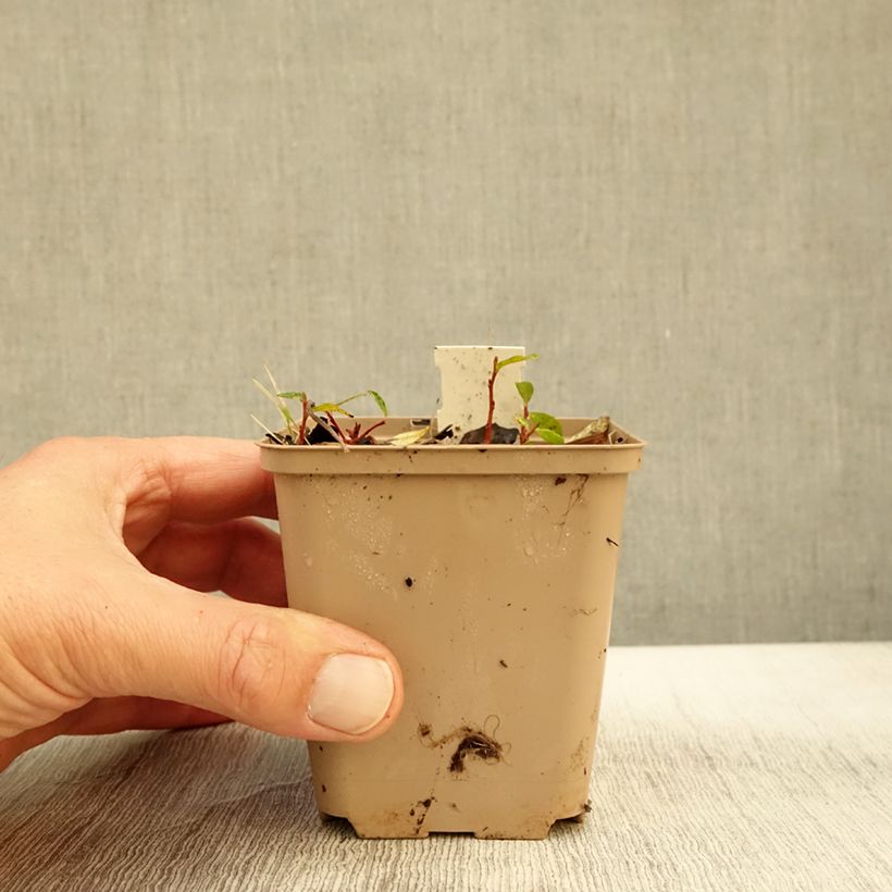 Exemplar von Molopospermum peloponnesiacum - Striemensame Kleine Töpfe von 8/9 cm wie im Herbst geliefert