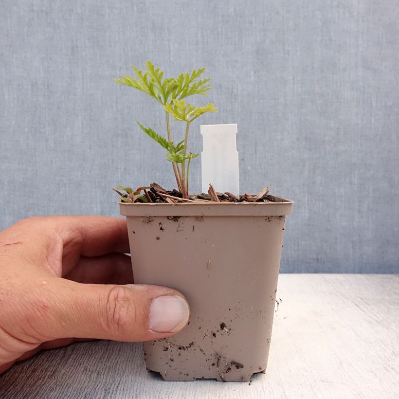 Exemplar von Molopospermum peloponnesiacum Godet de 8/9 cm wie im Sommer geliefert