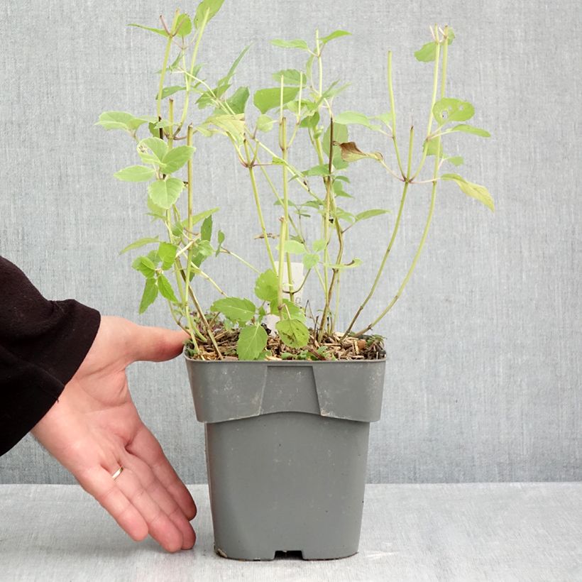 Exemplar von Monarda Gardenview Scarlet - Indianernessel Topf mit 2L/3L wie im Herbst geliefert
