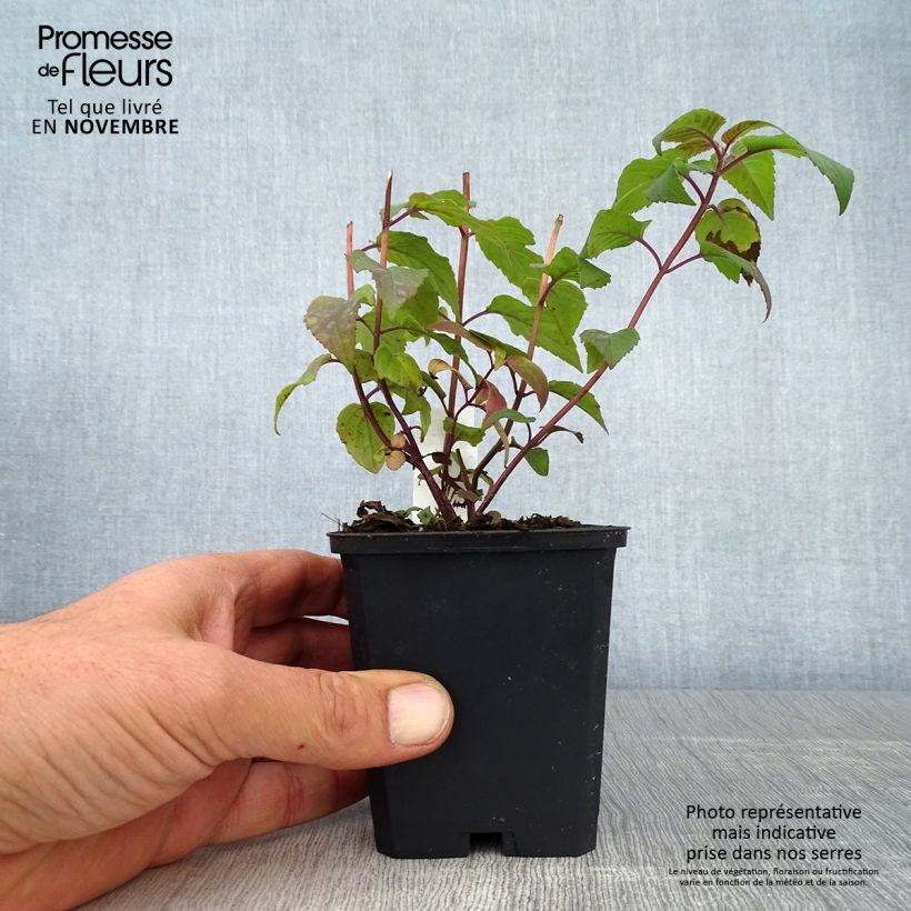 Exemplar von Monarda Blaustrumpf - Indianernessel Kleine Töpfe von 8/9 cm wie im Herbst geliefert