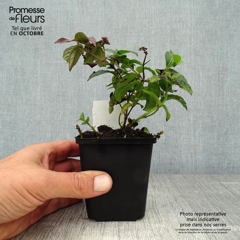 Exemplar von Monarda bradburiana - Indianernessel Kleine Töpfe von 8/9 cm wie im Herbst geliefert