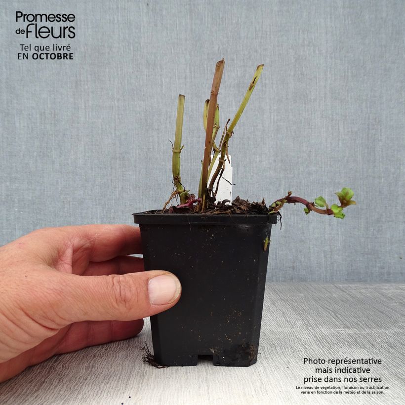 Exemplar von Monarda Cambridge Scarlet - Indianernessel Kleine Töpfe von 8/9 cm wie im Herbst geliefert