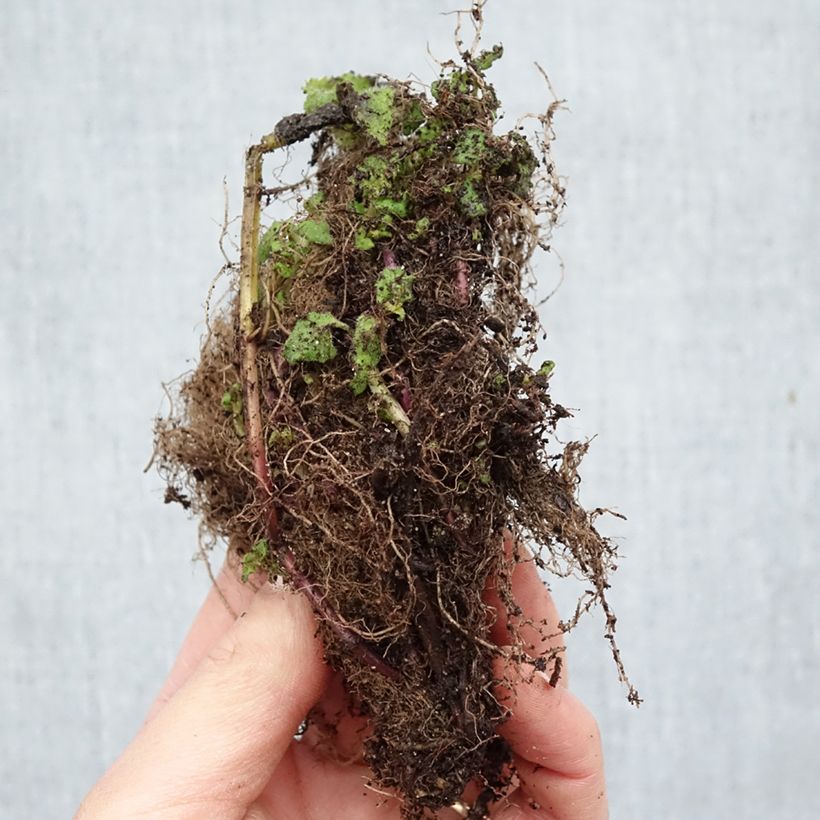 Exemplar von Monarda Cambridge Scarlet - Indianernessel Wurzelnackt wie im Winter geliefert