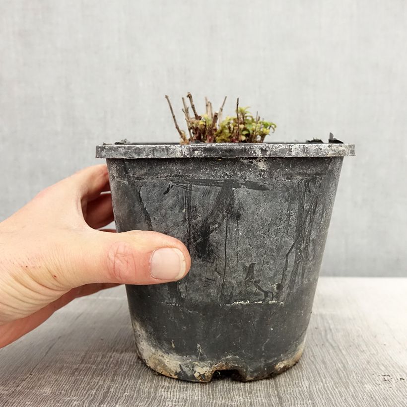 Exemplar von Monarda didyma Cranberry Lace - Goldmelisse Topf mit 1,5L/2L wie im Frühjahr geliefert