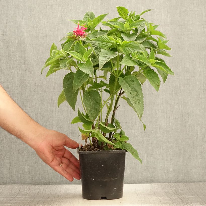 Exemplar von Monarda didyma Pink Supreme - Goldmelisse Topf mit 1,5L/2L wie im Sommer geliefert