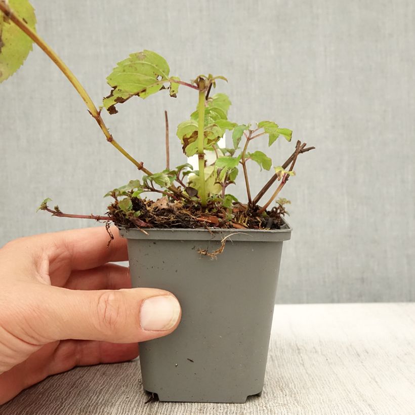 Exemplar von Monarda x fistulosa Feuerschopf - Indianernessel Kleine Töpfe von 8/9 cm wie im Herbst geliefert
