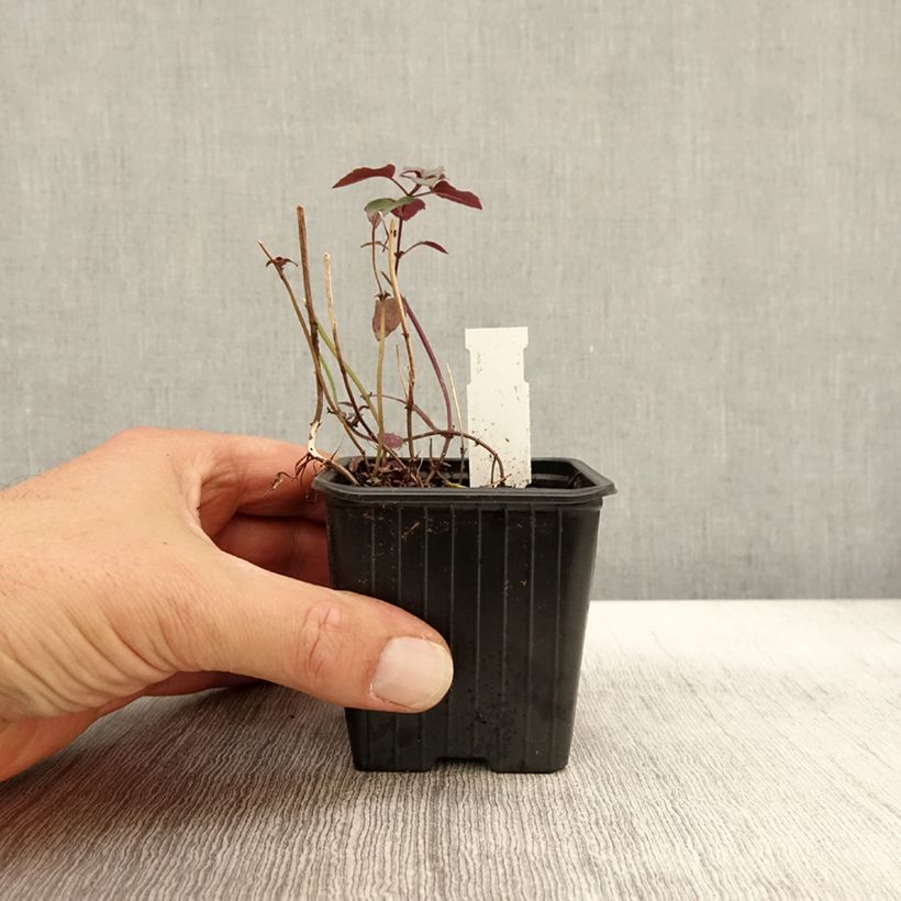 Exemplar von Monarda fistulosa subsp.menthifolia - Indianernessel Kleine Töpfe von 8/9 cm wie im Herbst geliefert
