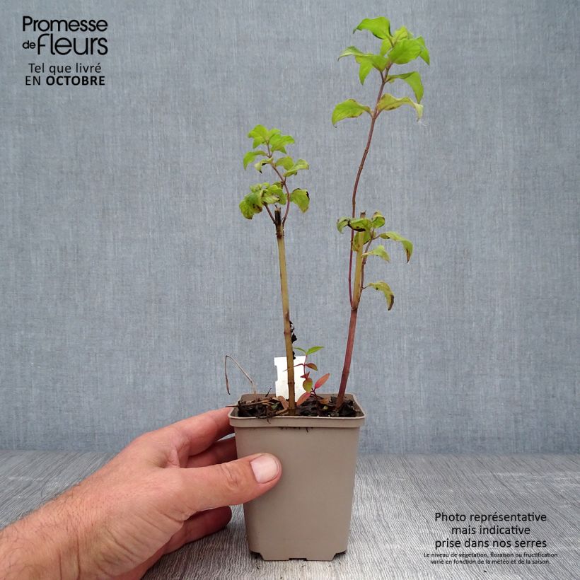 Exemplar von Monarda Gewitterwolke - Indianernessel Kleine Töpfe von 8/9 cm wie im Herbst geliefert