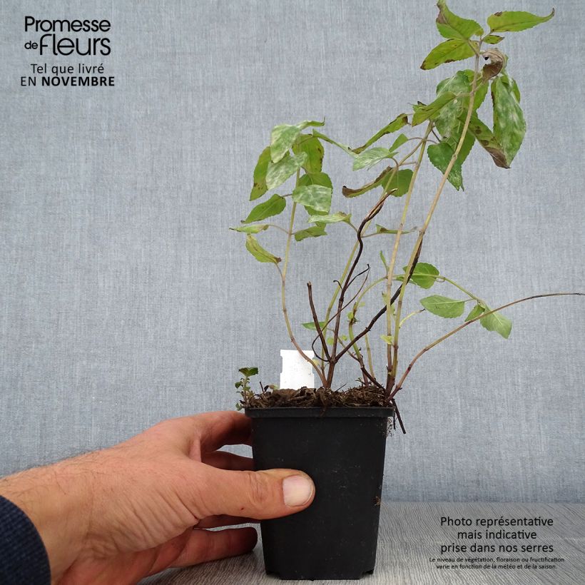 Exemplar von Monarda Mohawk - Indianernessel Kleine Töpfe von 8/9 cm wie im Herbst geliefert