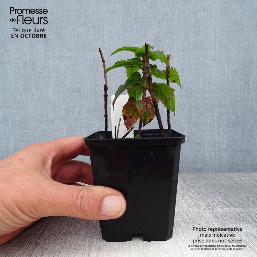 Exemplar von Monarda Petite Delight - Indianernessel Kleine Töpfe von 8/9 cm wie im Herbst geliefert