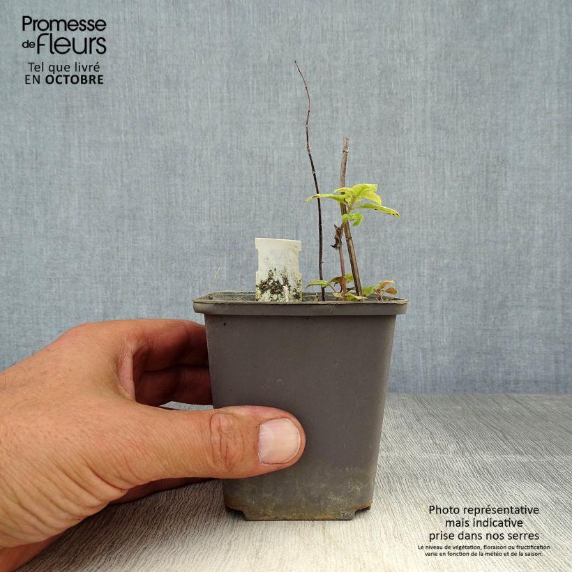 Exemplar von Monarda Prärienacht - Indianernessel Kleine Töpfe von 8/9 cm wie im Herbst geliefert