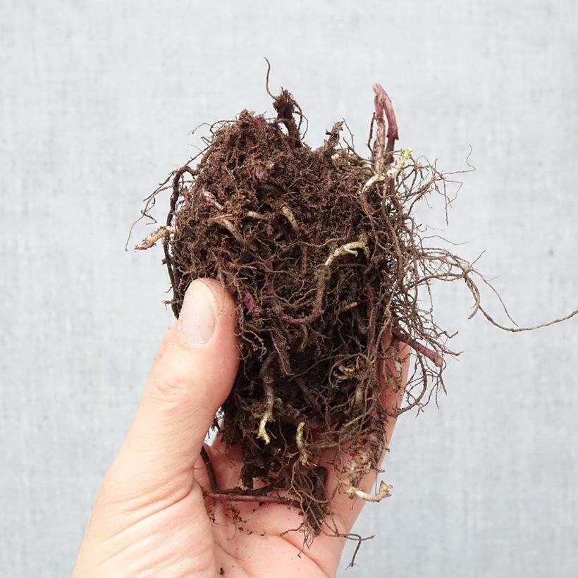 Exemplar von Monarda Purple Lace - Indianernessel Wurzelnackt wie im Winter geliefert