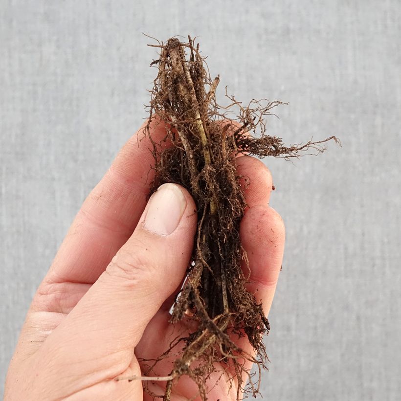 Exemplar von Monarda Scorpion - Indianernessel Wurzelnackt wie im Winter geliefert