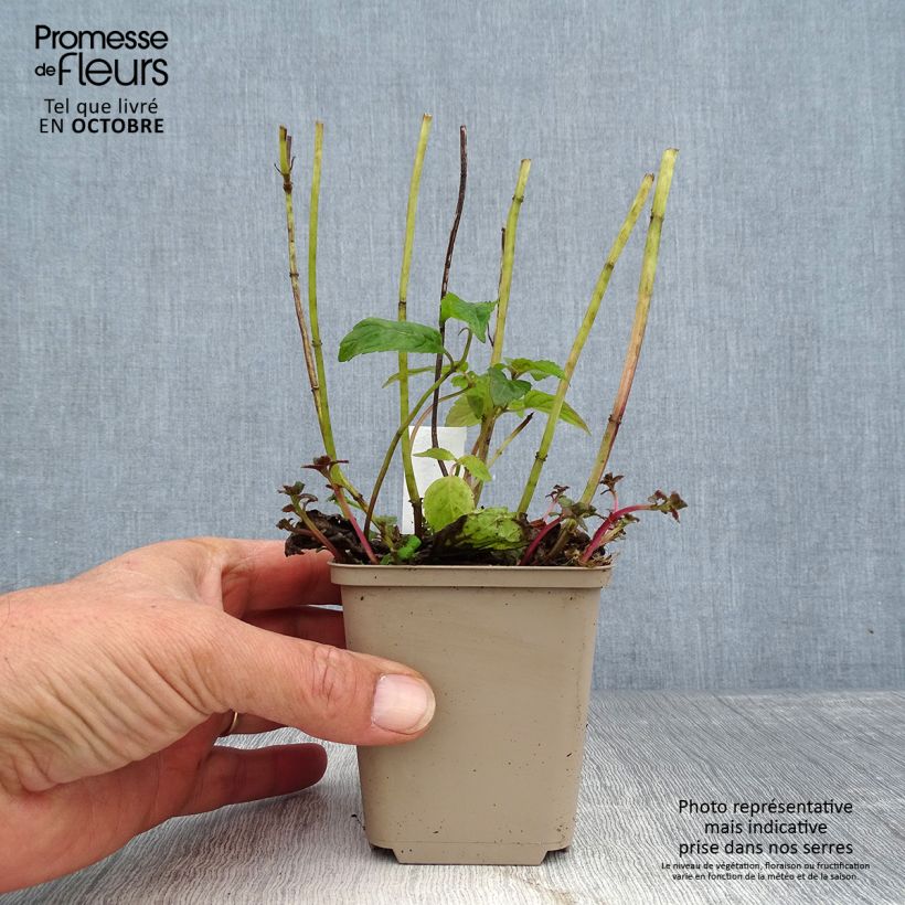 Exemplar von Monarda Squaw - Indianernessel Kleine Töpfe von 8/9 cm wie im Herbst geliefert