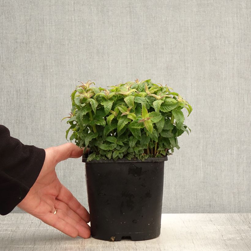 Exemplar von Monarda didyma Sugar Buzz Pink Frosting - Goldmelisse Topf mit 1,5L/2L wie im Frühjahr geliefert