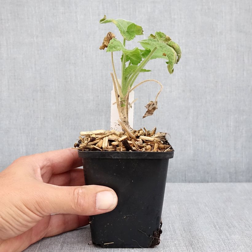 Exemplar von Silberblatt Alba - Lunaria annua Kleine Töpfe von 8/9 cm wie im Sommer geliefert