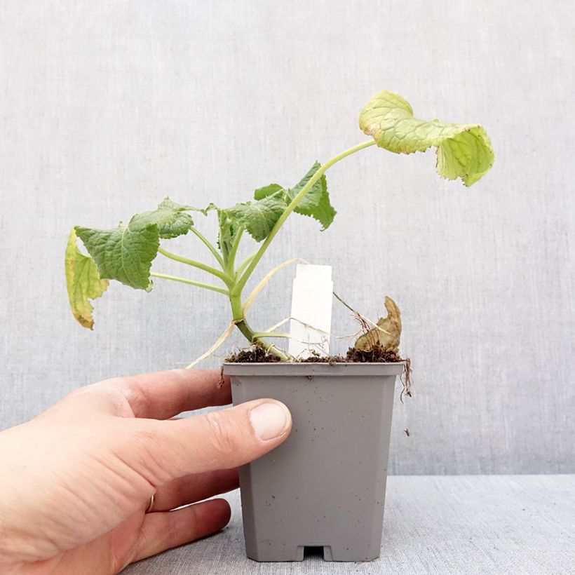 Exemplar von Silberblatt Alba - Lunaria annua Kleine Töpfe von 8/9 cm wie im Winter geliefert