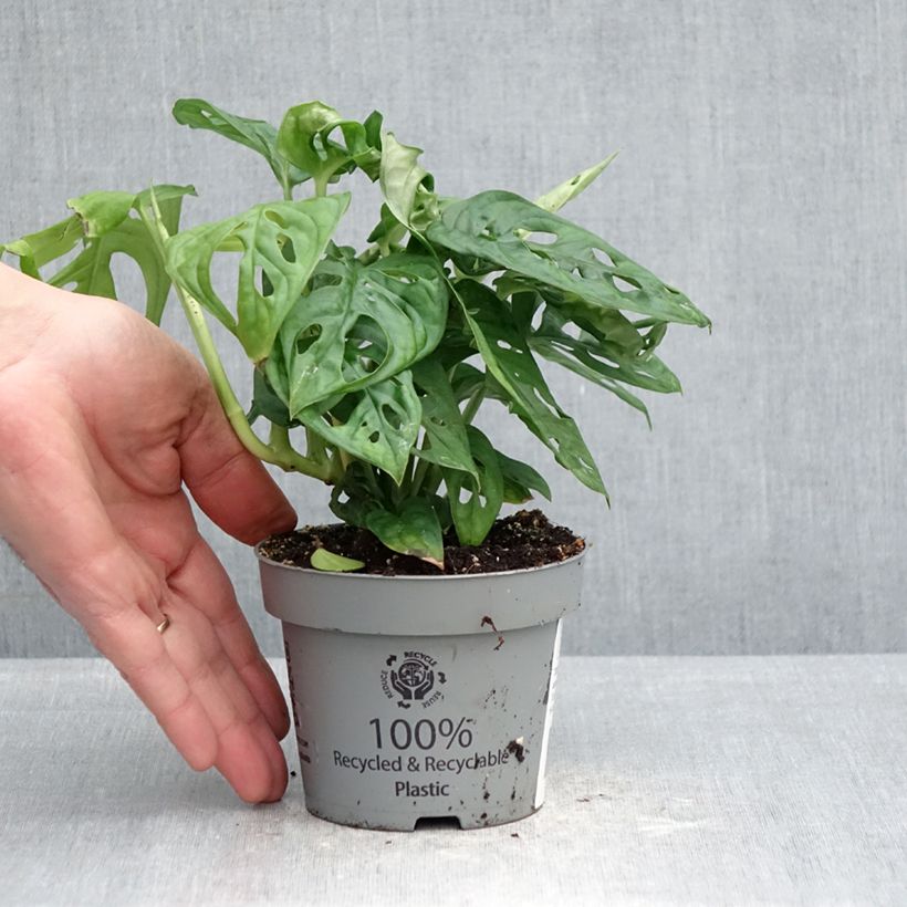 Exemplar von Monstera obliqua -Fensterblatt Topf 12 cm / 13 cm wie im Frühjahr geliefert