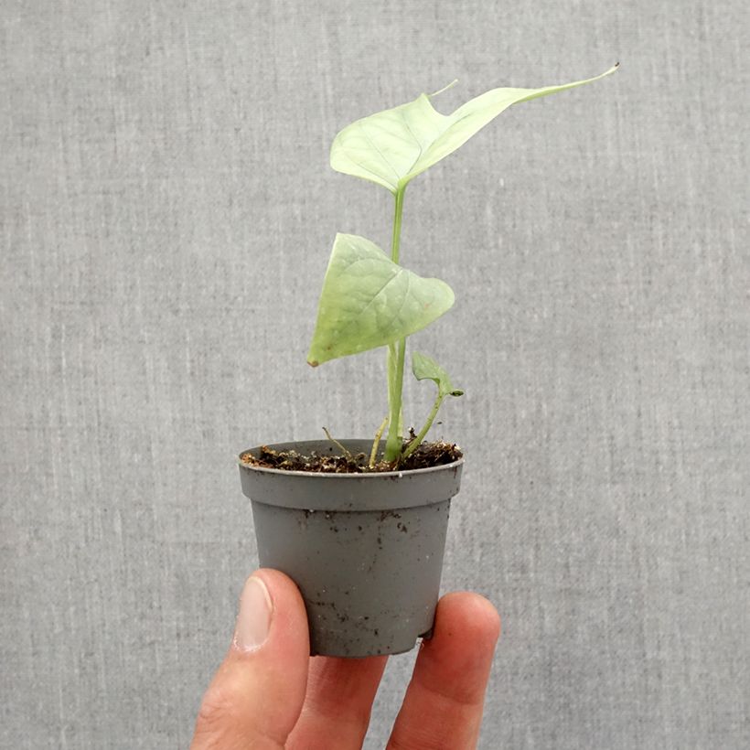 Exemplar von Monstera Amydrium medium Silver - Fensterblatt Mini-plante wie im Frühjahr geliefert
