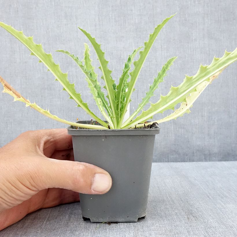Exemplar von Morina longifolia - Kardendistel Kleine Töpfe von 8/9 cm wie im Sommer geliefert