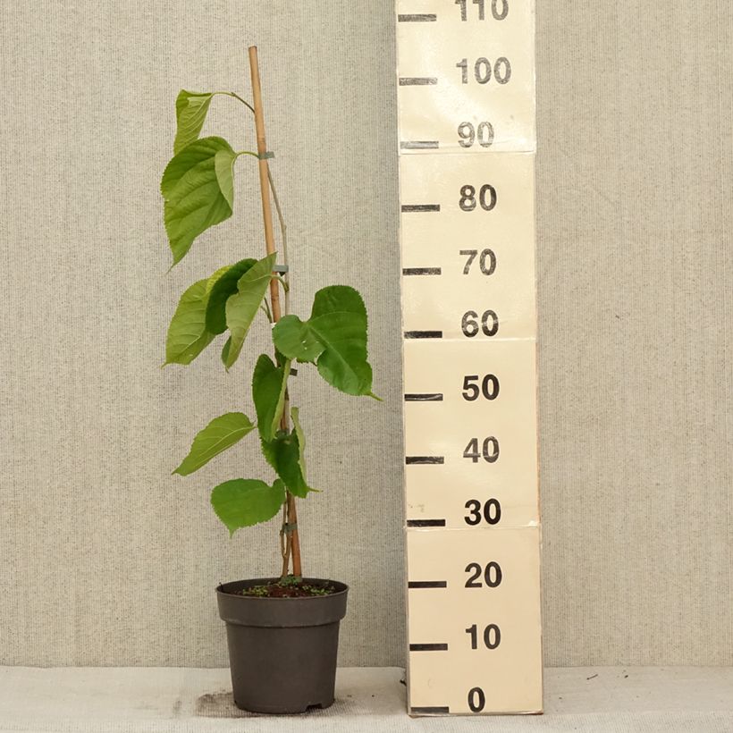 Exemplar von Morus alba Giant Fruit - Weißer Maulbeerbaum Topf mit 3L/4L wie im Herbst geliefert
