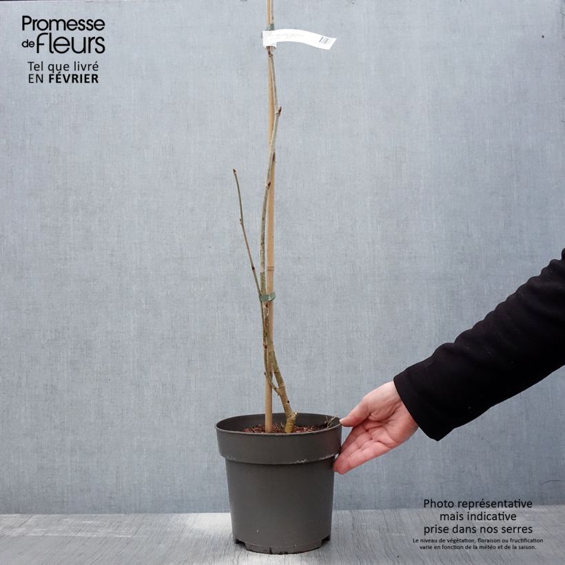 Exemplar von Morus alba Giant Fruit - Weißer Maulbeerbaum Topf mit 3L/4L wie im Winter geliefert