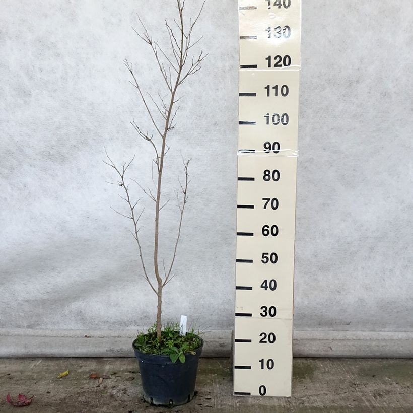 Exemplar von Morus alba - Weißer Maulbeerbaum Topf mit 7,5L/10L wie im Herbst geliefert